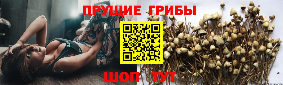 Псилоцибиновые грибы Psilocybine cubensis  Псилоцибиновые грибы прущие грибы  Владивосток  Вход с VPN 